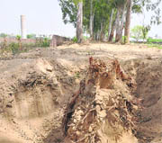 One of the trees axed.