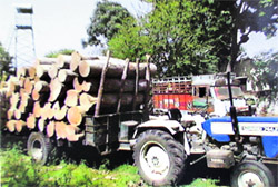 The trolley loaded with cut trees in Ludhiana on Thursday. 