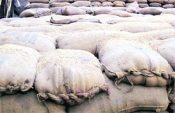 Heaps of paddy rot in a rice sheller of Sirhind. 