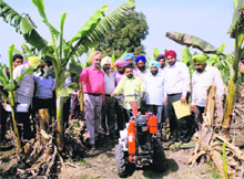 Banana cultivators of Kolar village at Jagraon.