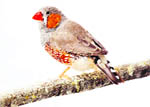 A zebra finch is seen in this undated handout. Scientists have cracked the genetic code of a songbird for the first time, identifying more than 800 genes linked to song learning in a finding that may shed light on human speech disorders.
