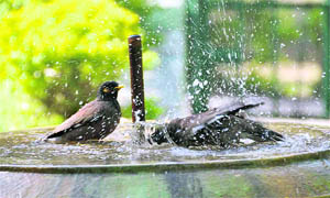 Two birds beat the heat at a public tap in Dehradun on Friday.