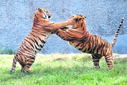 Tigers at Chhatbir zoo have found favour with big companies under the latest adoption scheme. 