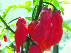 The grenade made from the bhut jolokia chilli (above) is non-toxic  