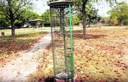 One of the neglected parks in Chandigarh. Tribune photos: Manoj Mahajan