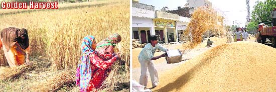 Women harvest wheat crop in Sundana village; and (R) farmers with their produce at the new grain market in Rohtak