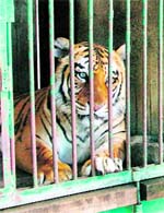 Nine-year-old tiger, Deepak, that was adopted under the animal adoption scheme in Ludhiana. A Tribune photograph