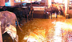 Filth and cow waste scattered all over the floor in a cattle shed at Gaushala Baba Bhore Wala in Amritsar