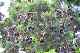 Bats hang from a tree at Matawala Bagh in Dehradun. 