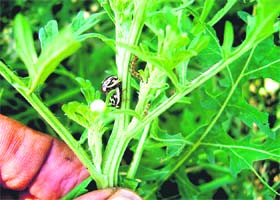 Beetles on a plant