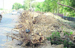 Portion of an axed tree lies along the canal road, near Doraha, posing a threat to the lives of motorists