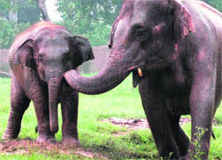 Hema and her calf Rajbir at Chhatbir zoo located on the Chandigarh-Patiala highway