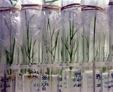 Rice saplings seen in test tubes at the Beijing Genomics Institute in Shenzhen, southern China.