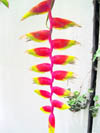 Heliconia in full bloom 