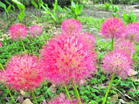 Football lily can add a dash of colour to flowerbeds in summer months