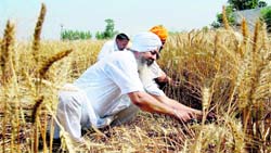 A farmer harvests his wheat crop in a field on the outskirts of Amritsar on Sunday.  PTI