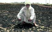 A farmer shows his damaged crop in a village near Patiala on Sunday. Tribune photo: Rajesh Sachar