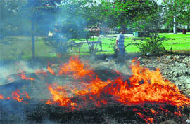 Despite a ban, leaves are being burnt at a park in Sector 12 in Karnal. In the absence of any check, the practice is common in the city.