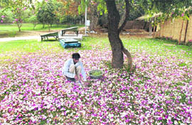 A gardener at work in a park in Gurgaon.