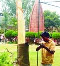 A tree being axed at the Jallianwala Bagh in Amritsar on Monday. 