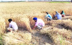 Local labourers work in wheat fields of Kamarpur village near Rajpura district on Sunday.