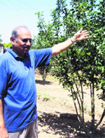 Retired judge CK Mahajan shows a fruit-bearing plant of apple in his orchard.