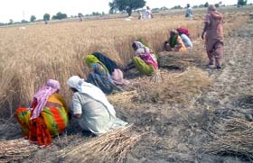 Women harvesting wheat crop in Budhranwali village of Sadulshehar
