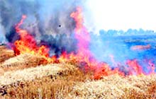 Fire burn down wheat in agriculture fields of Bajekan village near Sirsa on Wednesday. Photo: Amit Soni
