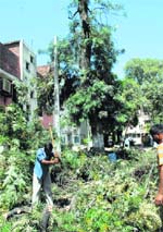 MC workers chop down trees in Sector 15-A, Chandigarh, on Thursday.