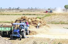 Thrashing of wheat in progress in a field near Sultanpur in Gurgaon. 