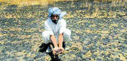Ruined: A farmer shows his burnt crop at a village near Phagwara