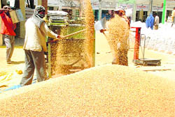 Labourers at work in the Khanna grain market.