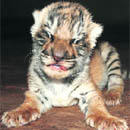 Chitra