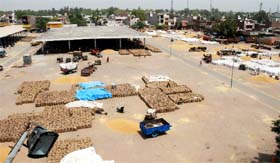 Poor arrival of wheat has been recorded this time in the grain market at Bathinda. The picture taken on Friday shows almost vacant space that otherwise used to be overflowing with grain at this time. A Tribune photograph