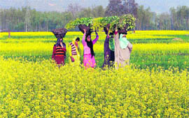 A group of women walk through a mustard field on the outskirts of Srinagar