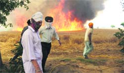 The wheat crop gutted in a fire at Dalla village on Saturday.