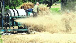 While harvesting of wheat is in full swing, procuring agencies are short of gunny bags to store the grain.
