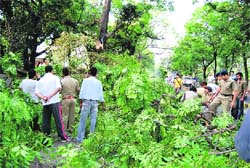 Policemen try to clear the portion of a tree that fell on six runners