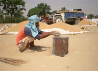 A labourer collects wheat grains, mixed with sand at Thoothian Wali grain market, Mansa