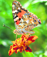 A butterfly sitting on a marigold in full bloom.