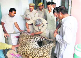 A police team examines the body of the leopard
