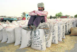 A labourer sits on wheat sacks bearing the National Emblem in Rajpura Grain Market