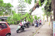 Motorists make their way under a broken tree branch that got entangled in electricity wires in Dehradun on Tuesday. 