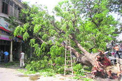 A tree that was uprooted in Mondays storm at Ashley Hall;