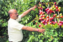 Vikram Sharma with his crop of coffee seeds. 