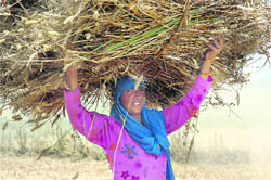 A woman after harvesting the wheat crop takes the yield for thrashing in Bela Jamana village on the international border in Jammu