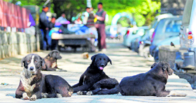 Stray dogs rest on a pavement in Srinagar. According to estimates, the dog population will equal that of humans in Kashmir in 2014. In 2009, almost 4,000 dog bite cases were referred to Shri Maharaja Singh Hospital.