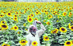 While sunflower crop has been damaged widely in many parts of Punjab due to paucity of water, a farmer in his fields on the Landaran-Chunni road in Mohali enjoys the privilege of a bumper crop.
