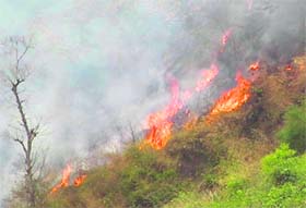 Fire rages in the Rajaji National Park