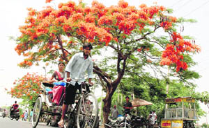 Gulmohar trees in full bloom along the mini-secretariat road in Karnal.
